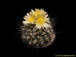 Copiapoa humilis 3323